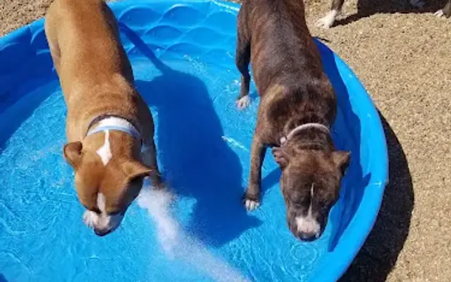 Carfield's Kennels in Elgin, MN