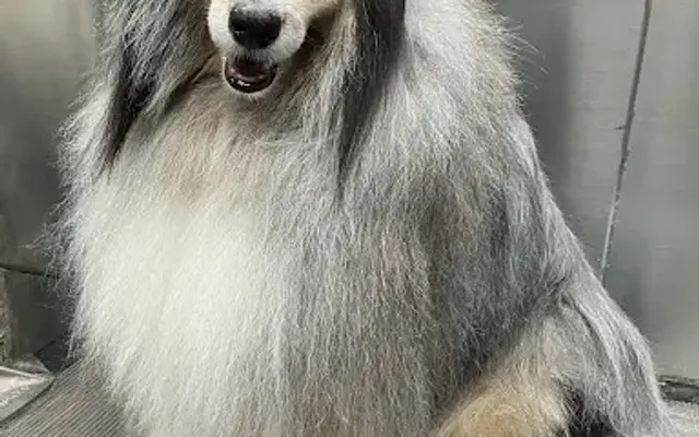 Happy Tails Mobile Dog Groom in Westlake Village, CA