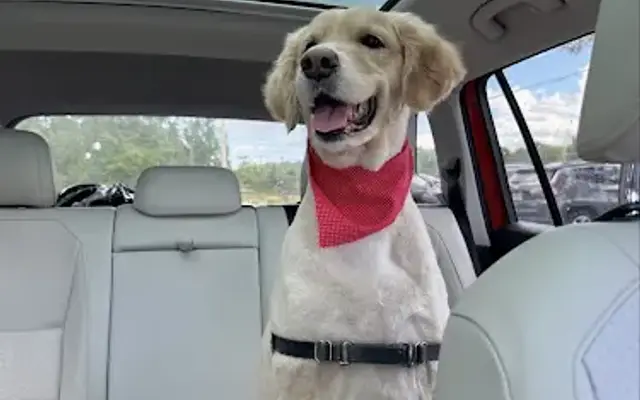 Ava's Dog Salon in Lutz, FL