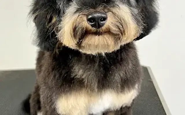 The Shear Shed Pet Spa in Pittsboro, IN