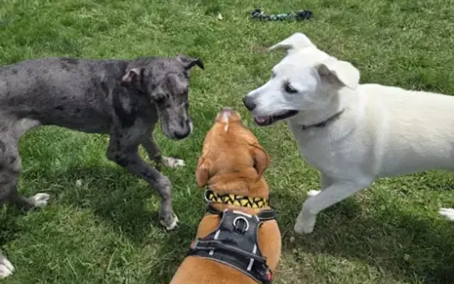 Paws and Pals Petsitting in Carlisle, PA
