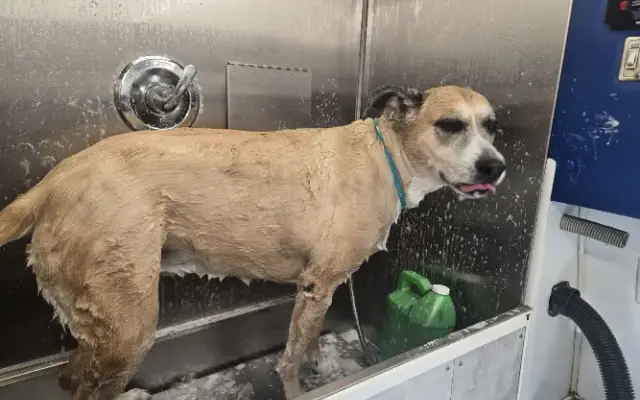 Barking Bubbles On the Go in Middletown, NY