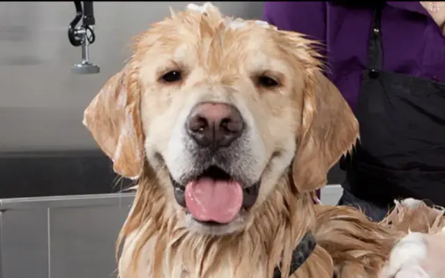 Graceful Grooming, Mobile Dog Spa in Port St. Lucie, FL