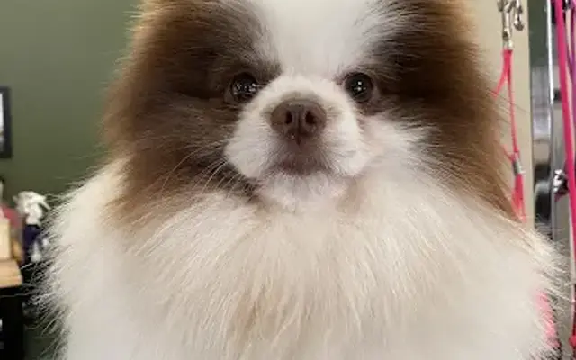MaggieJo pet spa in Victorville, CA