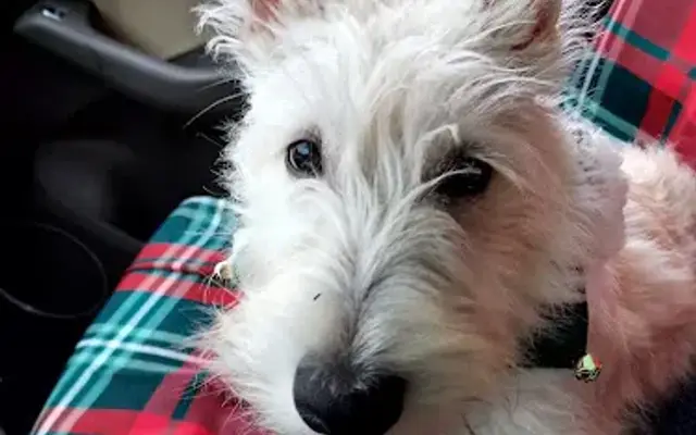 Pawsitively Pet Grooming and Daycare in Lebanon, IN