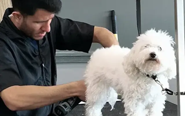 Pet Supplies Plus Villa Park Grooming in Villa Park, IL
