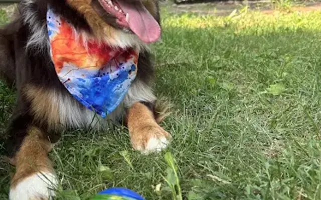 Wags & Whiskers Grooming in Wooster, OH