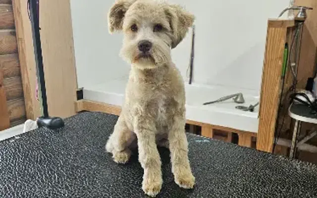 Orchard Dog Grooming in Rosenberg, TX