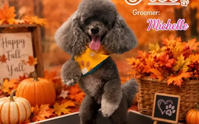 Puppy Love Grooming East Side (Dog's Day Out) in El Paso, TX