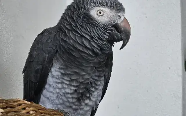 Birds' Beak & Beyond Mobile Bird/ Cat/ Dog/ Exotic Grooming, Consulting, Sitting, Behavioral, Transport, and Kennel Clea in Lake Worth Beach, FL