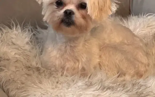 Shaggy-Doo Dog Grooming in Ravenna, OH