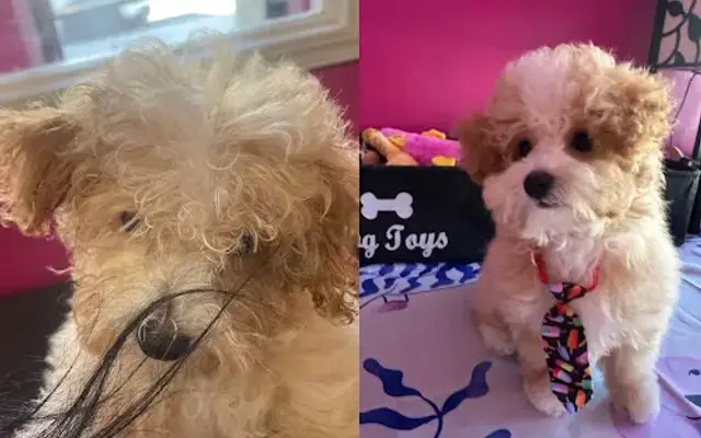 MiniPaw Spa in Reseda, CA
