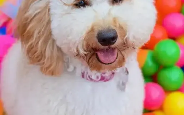 Paisley's Grooming in Braselton, GA