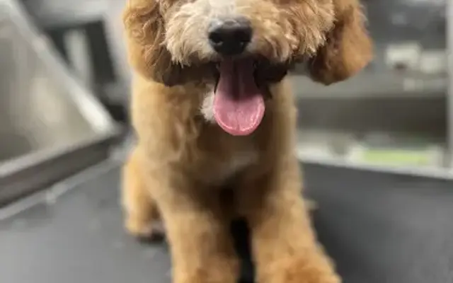 Yuppy puppy mobile pet grooming in Temecula, CA