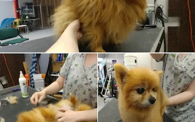 Pick of the Litter Grooming Salon in Red Bank, TN