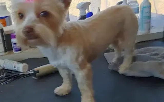 Dirty Dawg Pet Spa & Rescue in South Vinemont, AL