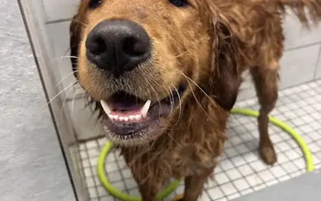 Happy Stomps Grooming, LLC in Zephyrhills, FL