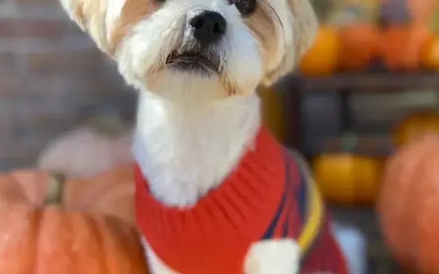 Pet Care by Lisa in Cleveland, TX