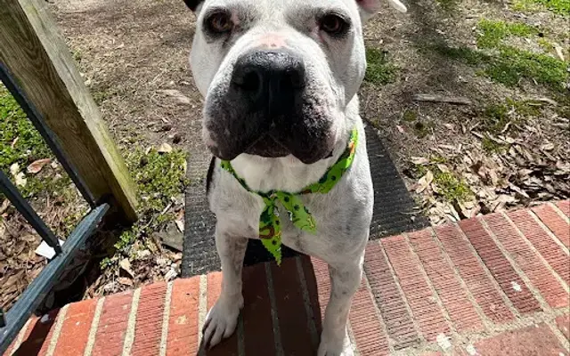 Adorable Canines Pet Salon in Whiteville, NC