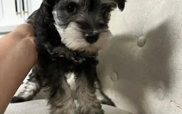 JTs Pet Spa in New Braunfels, TX