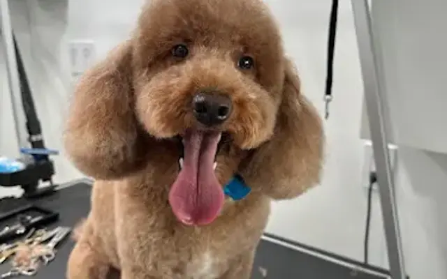 Sweet Loving Pet Grooming LLC in Doral, FL