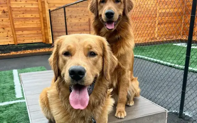 Zoomie World Dog Daycare in Salem, OR