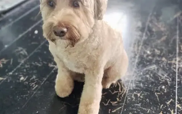 Wag'n Tails Pet Salon in Farmington, AR
