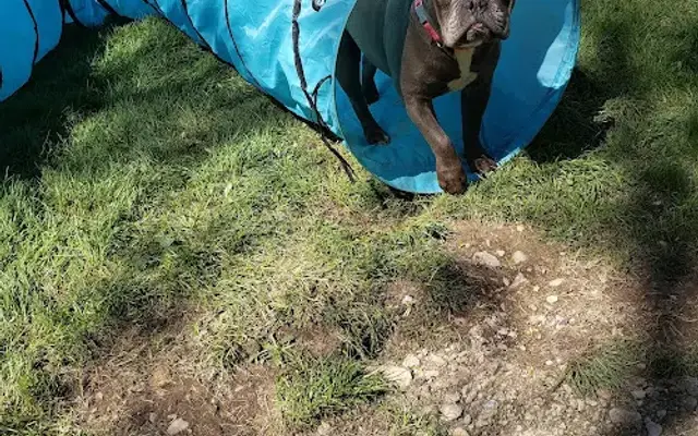 Casey's Pet Sitting 4 U in York, PA