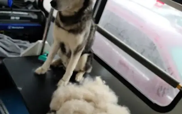 The Pawber Shop Mobile Dog Grooming in El Paso, TX