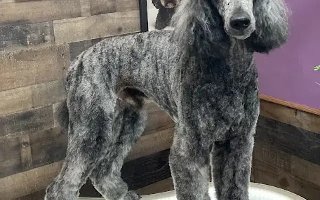 Kentucky Soggy Doggy in Richmond, KY