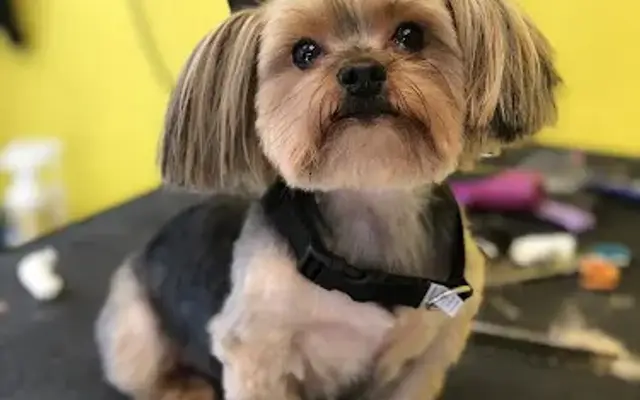Peace Love & Pups Dog Grooming in Runnemede, NJ