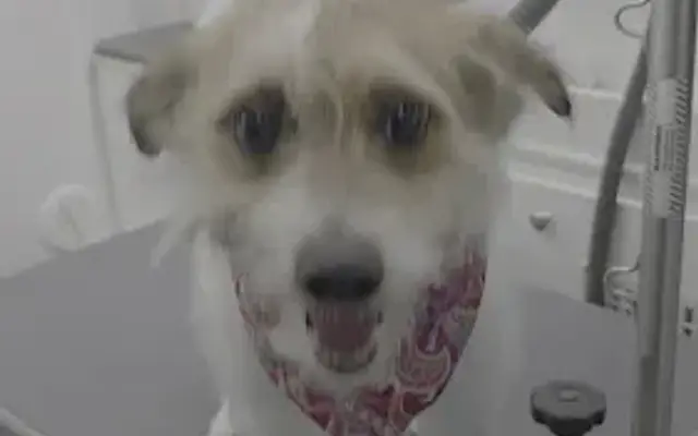 Pawsitive Affirmations Mobile Pet Spa in Olathe, KS