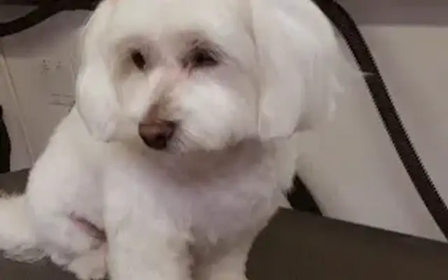 Loving Bond Mobile Pet Grooming in Venice, CA