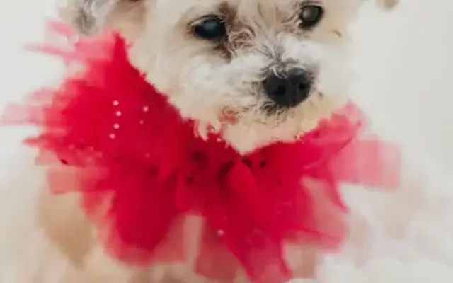 Fuzzy Fannies Dog Grooming in Woodridge, IL