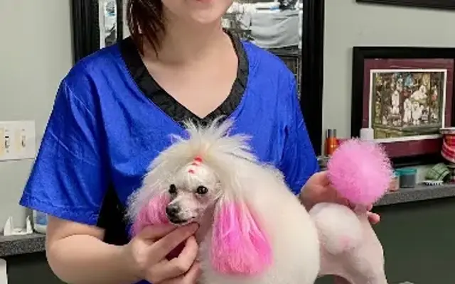 Pet Supplies Plus Hermitage Grooming in Hermitage, PA