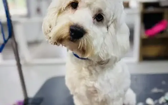 Grooming Tails Pet Spa /Boarding / Doggie Day care in Eutawville, SC