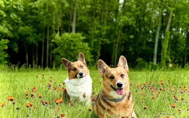 Pawsitively Wagnificent in East Liverpool, OH
