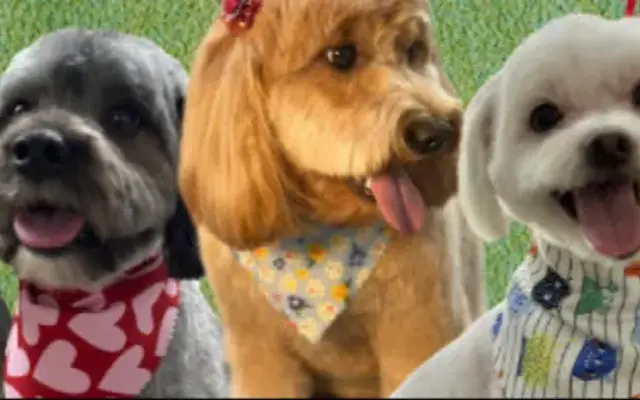 Lucky Dog Pet Care in Jackson, MI