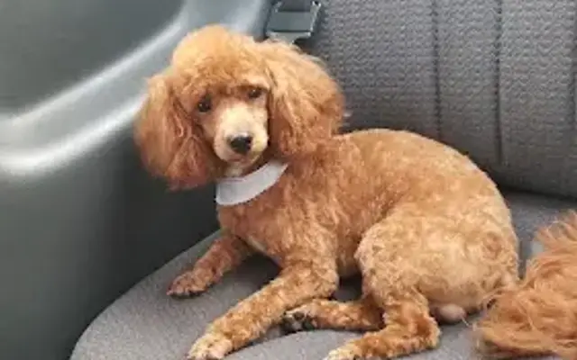 Pet Heaven Grooming Salon in Byhalia, MS