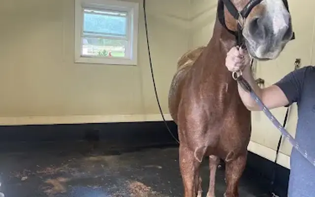 The Mane Source Grooming Co in Cumming, GA