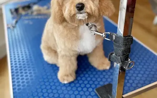 Jackie’s Grooming LLC in Creve Coeur, MO