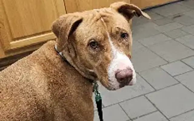VCA New Hartford Animal Hospital in New Hartford, NY