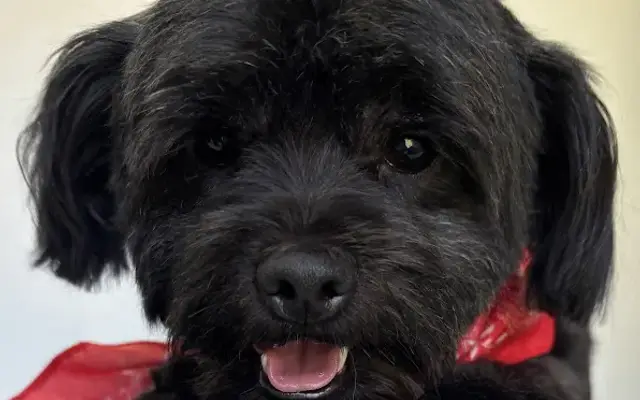 JB Dog Grooming LLC in Phoenix, AZ