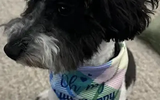 Yukon Tails Mobile Pet Grooming in Wasilla, AK