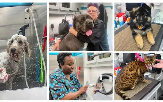 Bubble Bus Pet Spaw in Los Angeles, CA