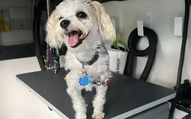 The PawfectTouch PetSpa in Port Washington, NY