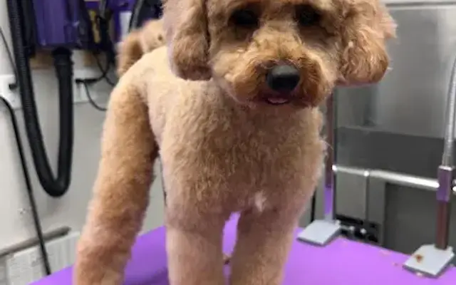 Red Desert Pet Grooming in La Verkin, UT