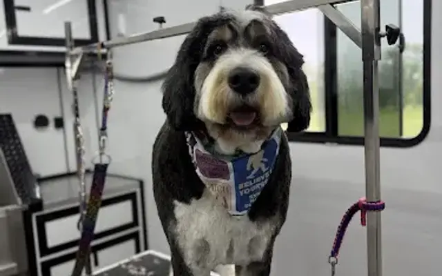 Groom My Friend- Mobile Grooming in Albertville, MN