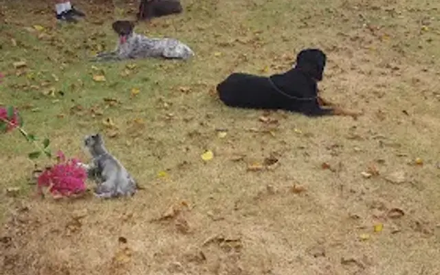 Texas Dog Academy in Granbury, TX