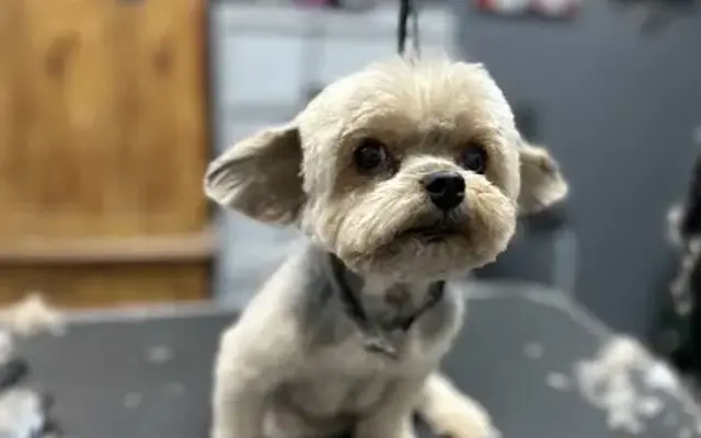 PELUSA'S PET GROOMING in Gainesville, FL